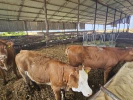 Limousin üszők