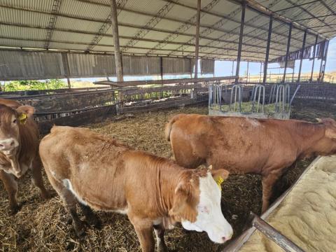 Limousin üszők Limousin üszők