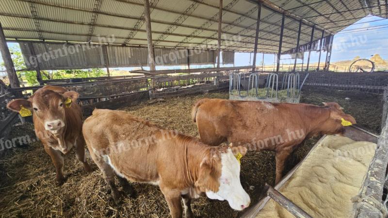 Limousin üszők
