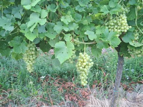 Kőszegi Irsai Olivér (Soproni borvidék) Kőszegi Irsai Olivér (Soproni borvidék)