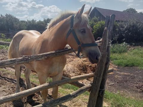 Sodrott kanca csikó Sodrott kanca csikó