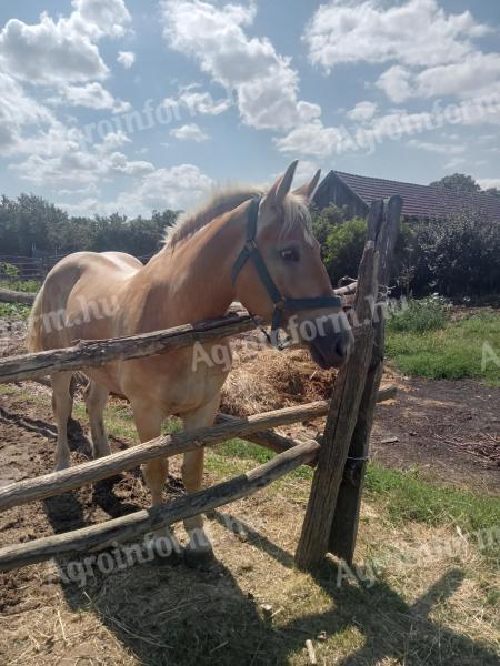Sodrott kanca csikó