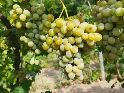 Eger2 szőlő eladó Eger2 szőlő eladó