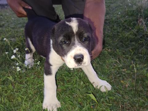 Közép-ázsiai juhászkutya kiskutyák Közép-ázsiai juhászkutya kiskutyák