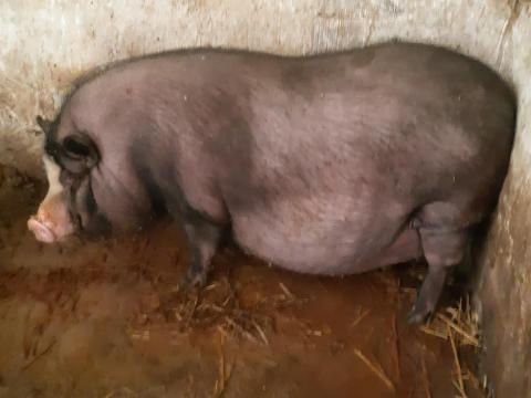 Vietnámi koca Vietnámi koca