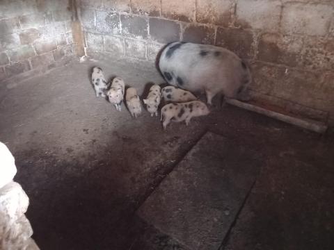 Minnesotai törpemalac Minnesotai törpemalac