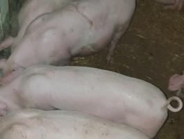 Eladó 30-35 kg süldők