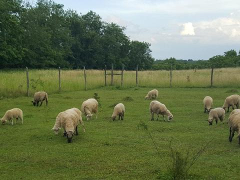 Birkák, bárányok, suffolk, shorpshire Birkák, bárányok, suffolk, shorpshire