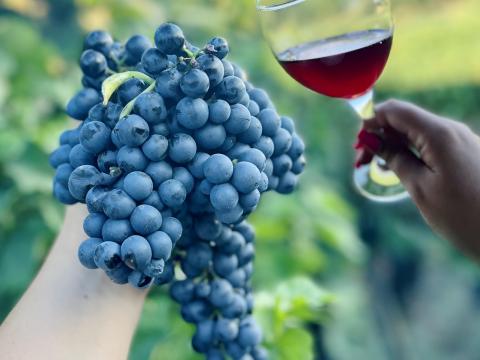 Kiváló minőségű vörös borszőlő eladó Kiváló minőségű vörös borszőlő eladó