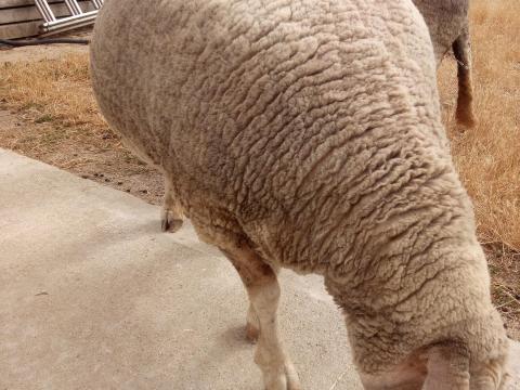 Anyajuh, birka eladó Anyajuh, birka eladó