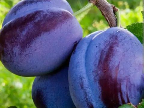 Lepotika, Stanley szilva eladó Lepotika, Stanley szilva eladó