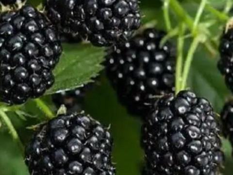 Frissen szedett Fekete szeder eladó Frissen szedett Fekete szeder eladó