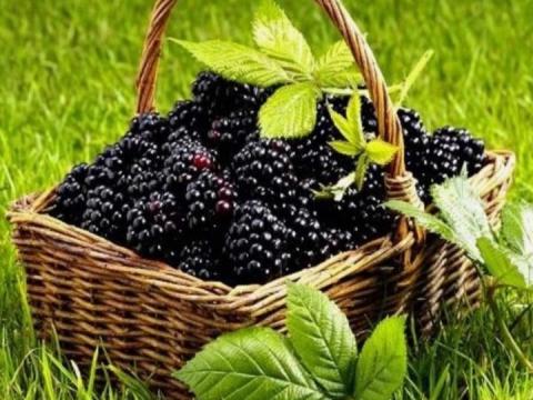 Fekete szeder eladó Fekete szeder eladó