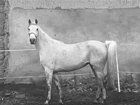 Ígéretes fiatal Shagya arab kanca Ígéretes fiatal Shagya arab kanca