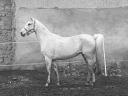 Ígéretes fiatal Shagya arab kanca