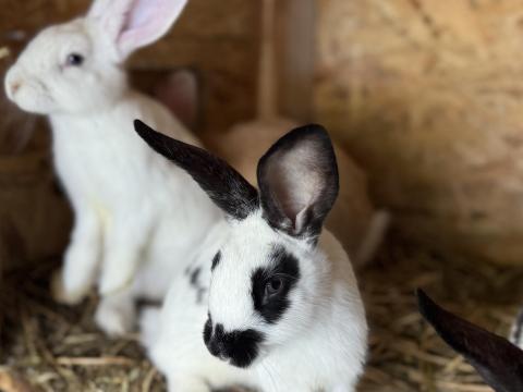 Nyúl eladó Nyúl eladó