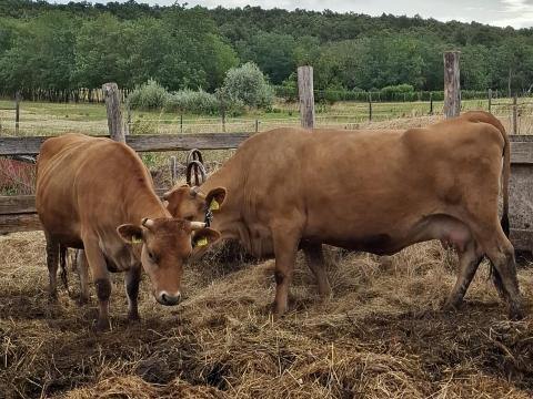 Jersey tehén üsző borjával Jersey tehén üsző borjával