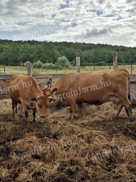 Jersey tehén üsző borjával