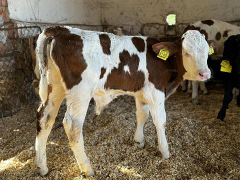 Mt - Sarolin - Limuzin Borjak Eladók Mt - Sarolin - Limuzin Borjak Eladók