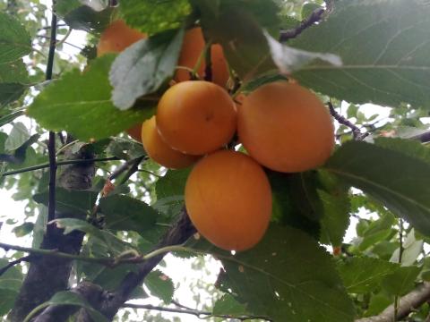 Eladó szilva cefrének Eladó szilva cefrének