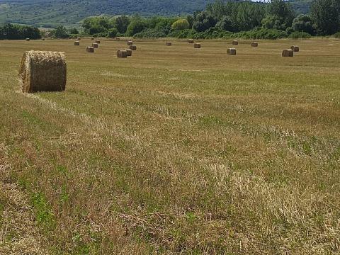 Szalmabála eladó Szalmabála eladó