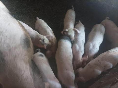 Eladó választási malacok Eladó választási malacok