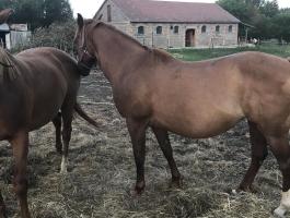 Kisbéri kancák eladók