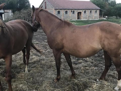 Kisbéri kancák eladók Kisbéri kancák eladók