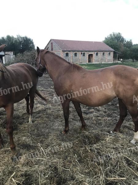 Kisbéri kancák eladók