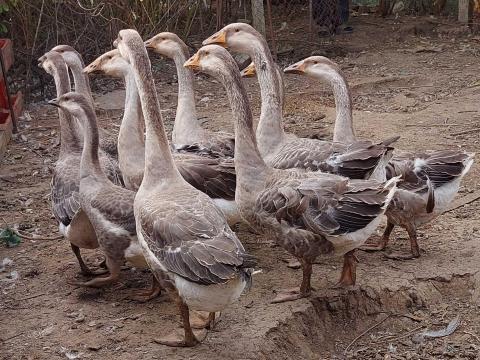 Bütykös Liba. Bütykös Liba.