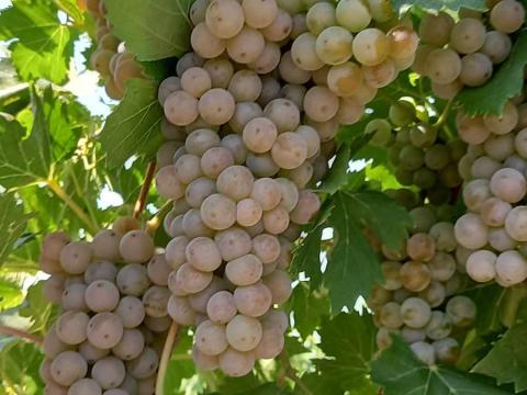 Cserszegi Fűszeres szőlő (bogyózva) eladó Cserszegi Fűszeres szőlő (bogyózva) eladó