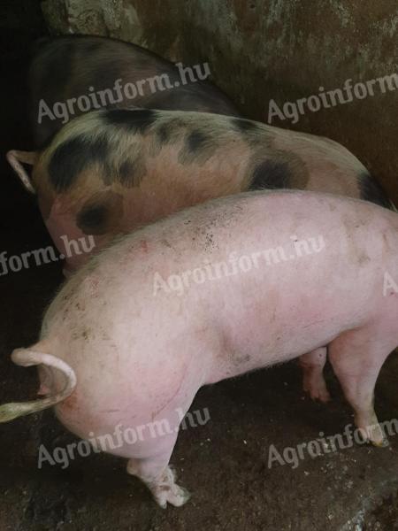 Eladó 3 db 130 kg-os hízó