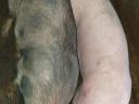 Eladó 3 db 130 kg-os hízó
