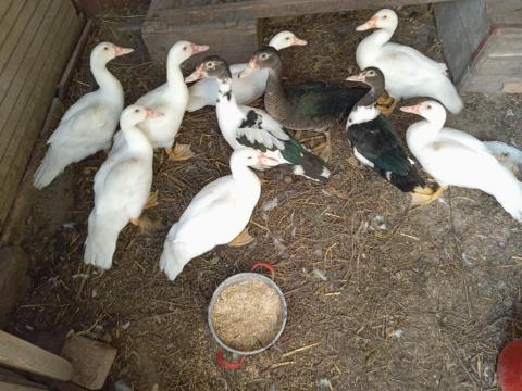 Némakacsa, pézsmaréce, kacsa növendék, előnevelt Némakacsa, pézsmaréce, kacsa növendék, előnevelt