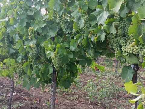 Ottonel muskotály Ottonel muskotály