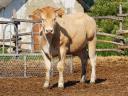 Eladó Blonde d'Aquitaine és Charolais üszők,  húsmarha