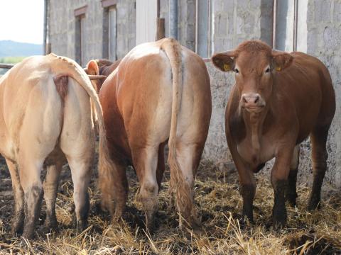 Eladó Blonde d'Aquitaine és Charolais üszők, húsmarha Eladó Blonde d'Aquitaine és Charolais üszők, húsmarha