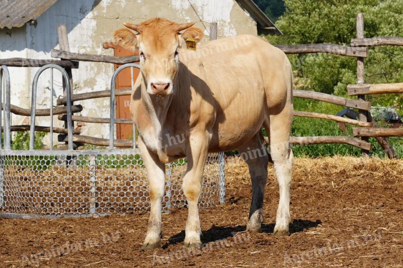 Eladó Blonde d'Aquitaine és Charolais üszők,  húsmarha