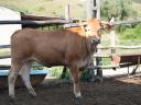 Eladó Blonde d'Aquitaine és Charolais üszők,  húsmarha