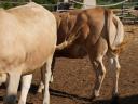 Eladó Blonde d'Aquitaine és Charolais üszők,  húsmarha