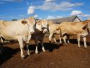 Eladó Blonde d'Aquitaine és Charolais üszők,  húsmarha