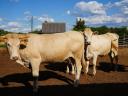 Eladó Blonde d'Aquitaine és Charolais üszők,  húsmarha