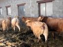 Eladó Blonde d'Aquitaine és Charolais üszők, húsmarha