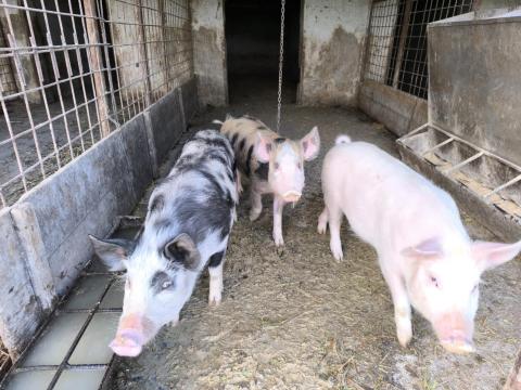 Hízók, süldők és választási malacok Hízók, süldők és választási malacok