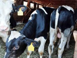 Holstein-fríz bika-borjúk eladók