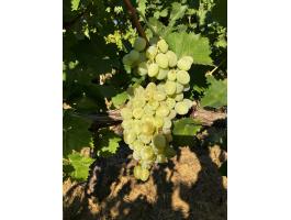 Csemegeszőlő pálinkának