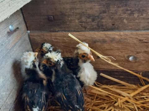 Páduai bóbitás csirkék