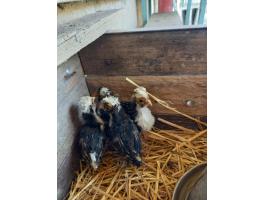 Páduai bóbitás csirkék