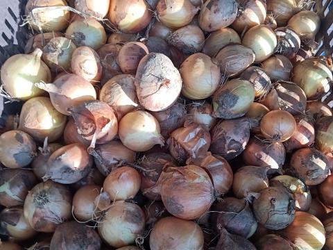 Apró 55 minuszos vörös és lila hagyma eladó Apró 55 minuszos vörös és lila hagyma eladó