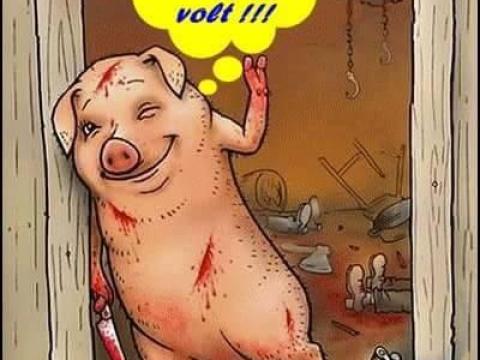 Selejt koca eladó Selejt koca eladó